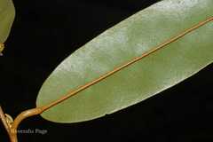 Cullenia exarillata